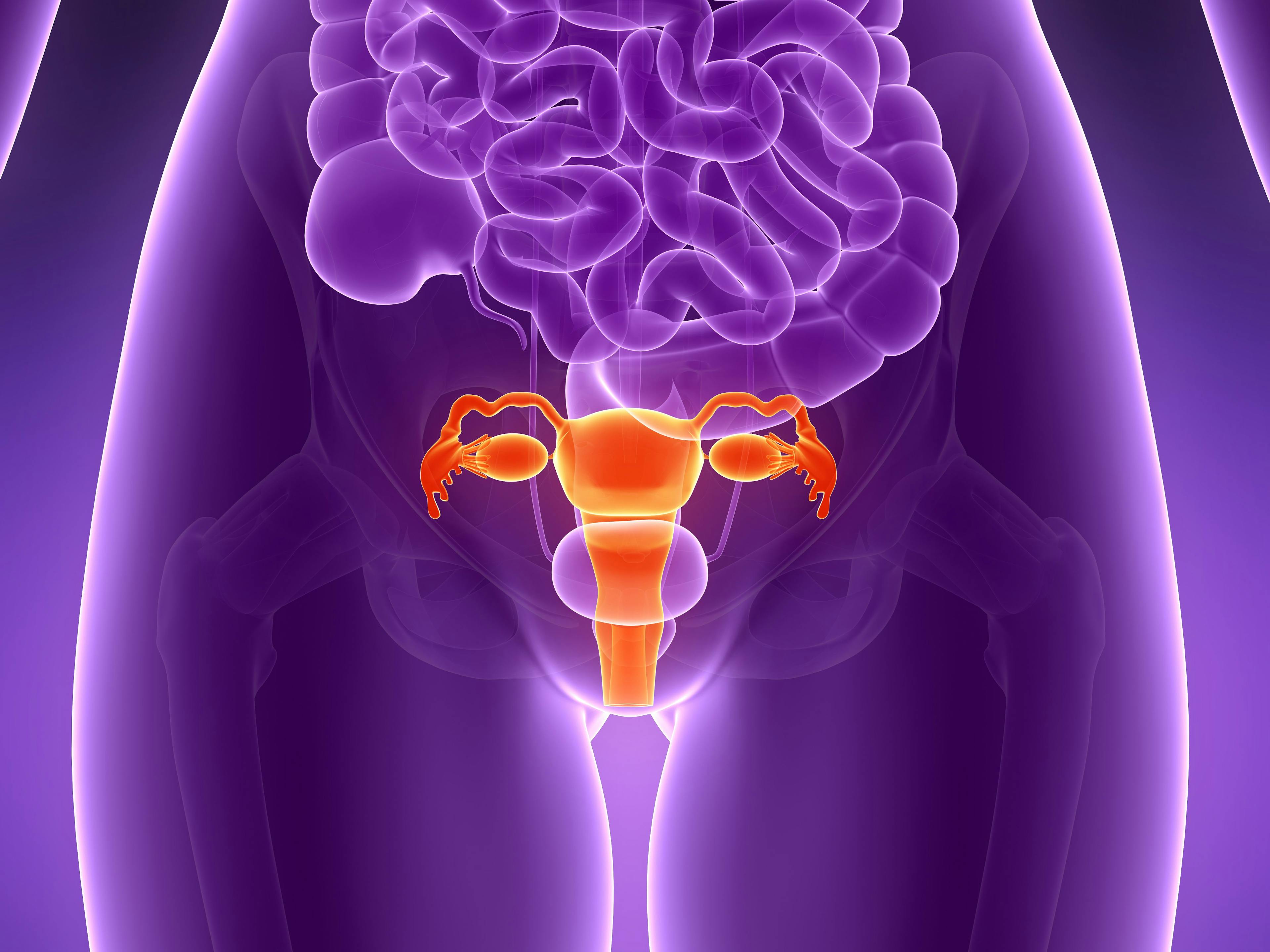 Illustration of human female reproductive system