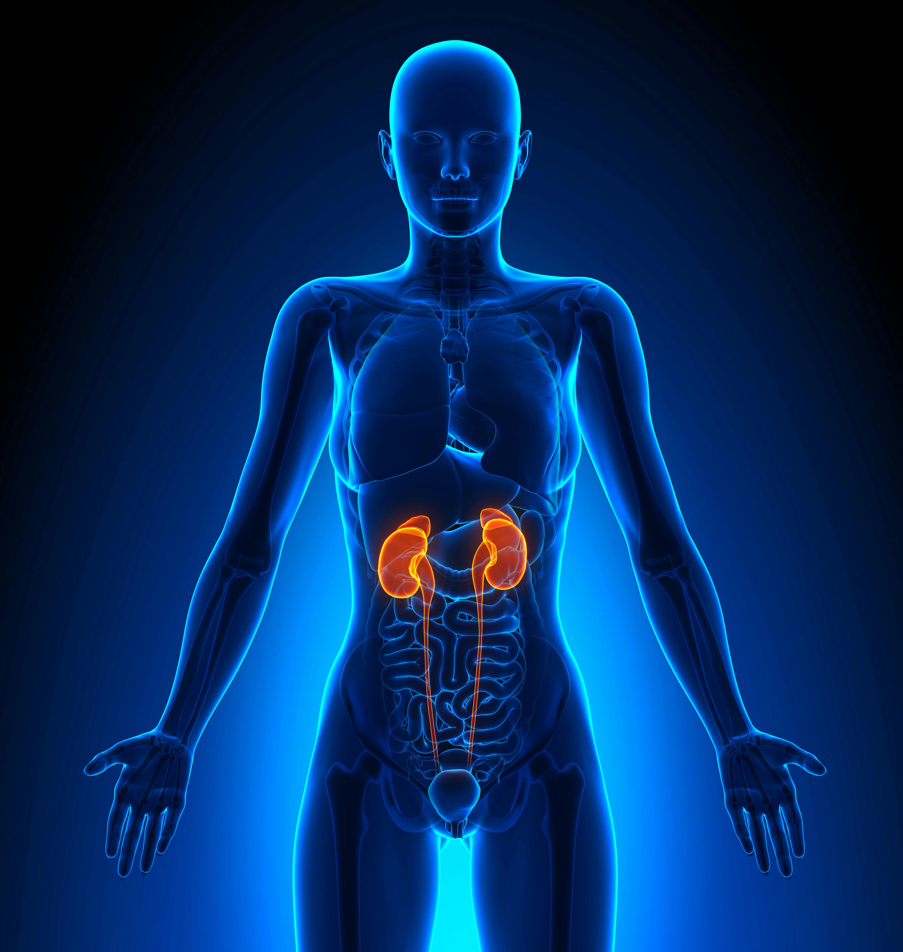 Illustration of human kidneys