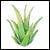 Aloe Vera (Aloe barbadensis, Aloe capensis)