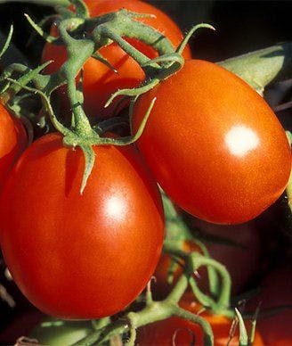Tomato-Rich Diet May Protect Against Prostate Cancer