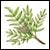 Boswellia (Boswellia serrata)
