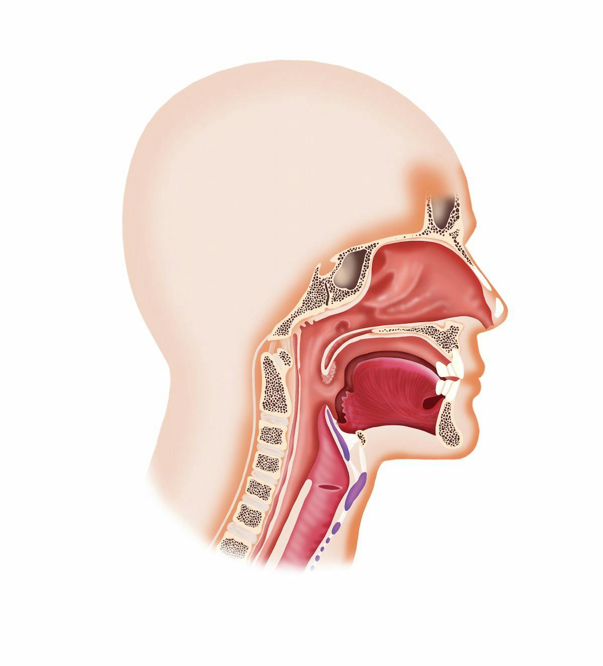 Despite an increased risk of grade 5 toxicities, patients with human papillomavirus–related oropharyngeal squamous cell carcinoma who received primary transoral surgery and neck dissection vs radiotherapy experienced good swallowing outcomes at 1 year.