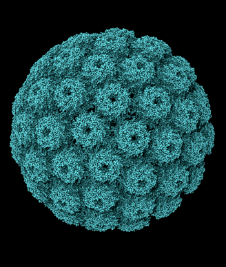 Simian virus 40