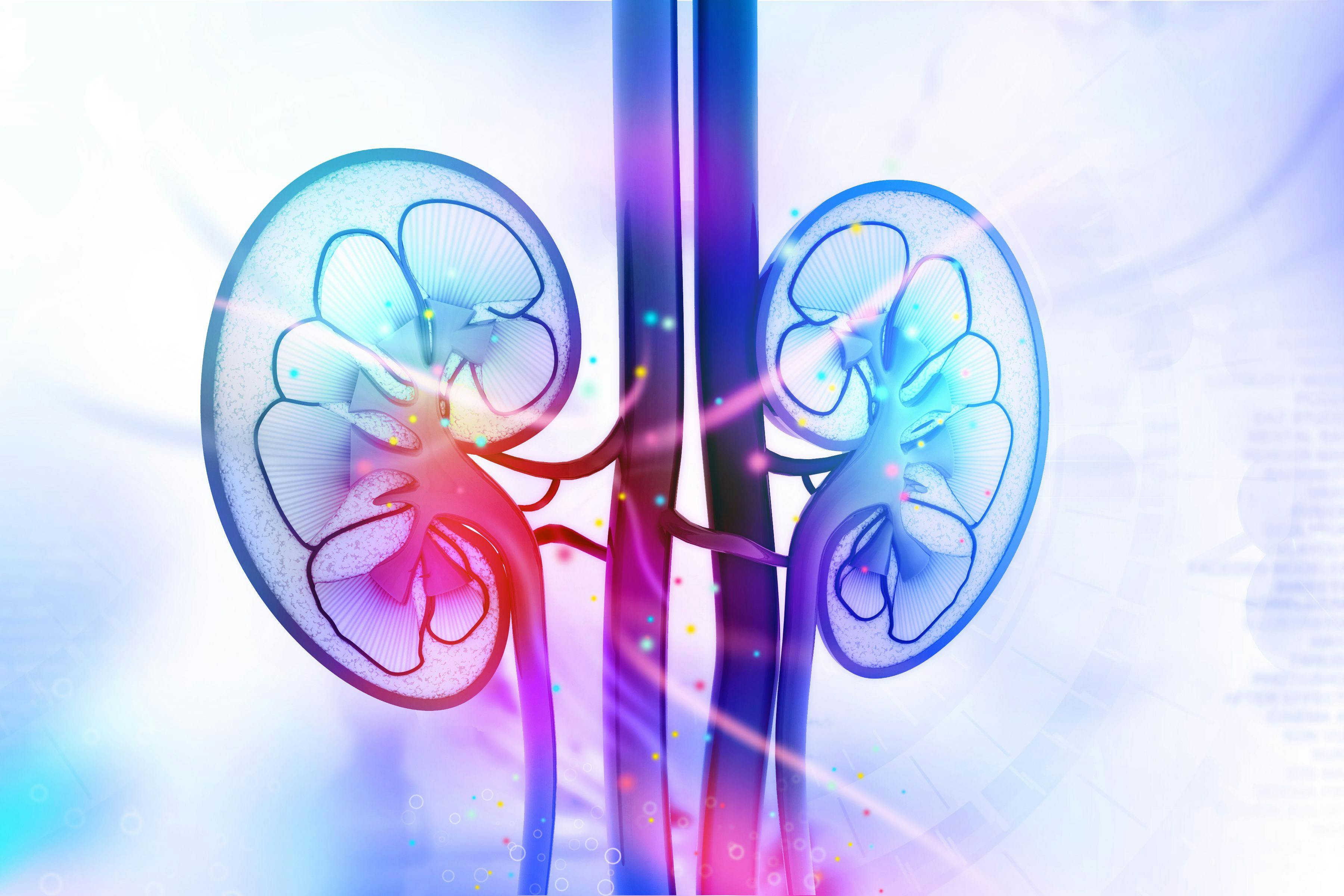 Illustration of human kidneys