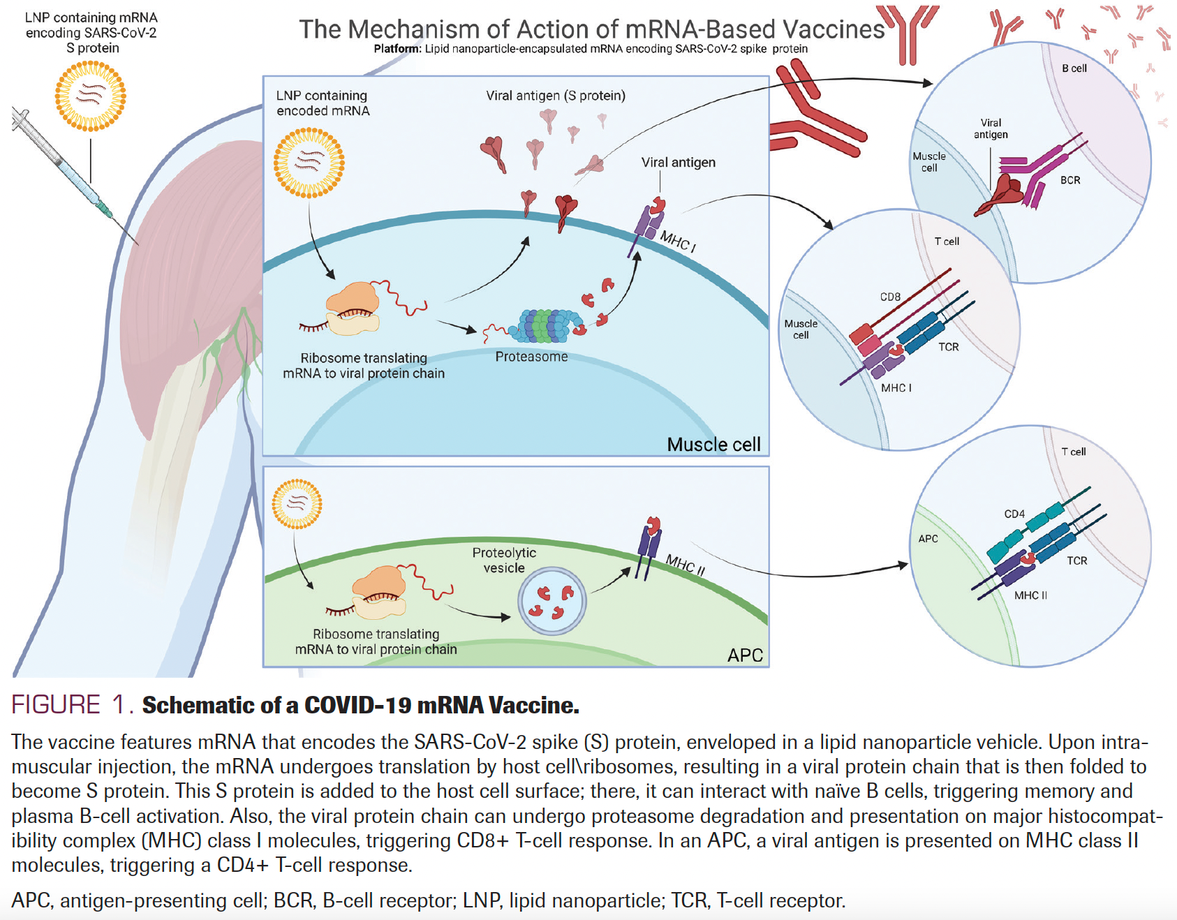 FIGURE 1. Schematic of a COVID-19 mRNA Vaccine