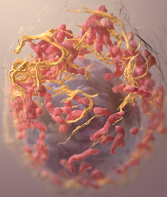3D structure of a melanoma cell