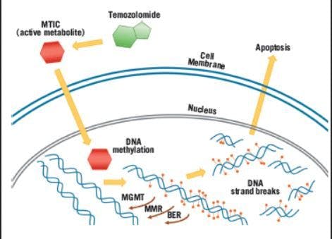 Role of Temozolomide in the Treatment of Cancers Involving the Central Nervous System