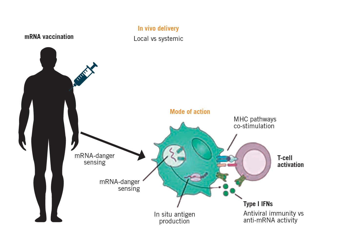 Messenger RNA Vaccines: Beckoning of a New Era in Cancer Immunotherapy