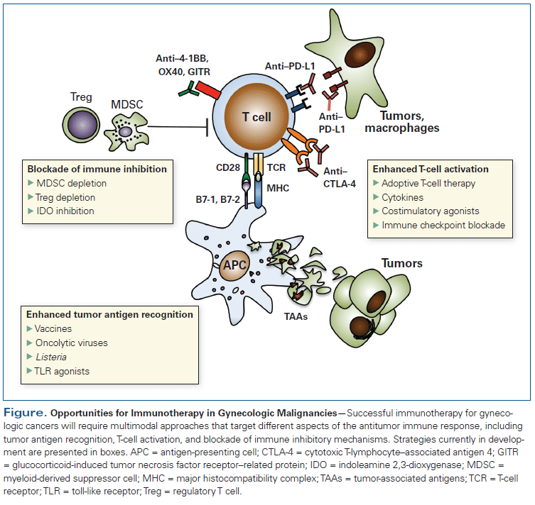 Immunotherapy: New Strategies for the Treatment of Gynecologic Malignancies 
