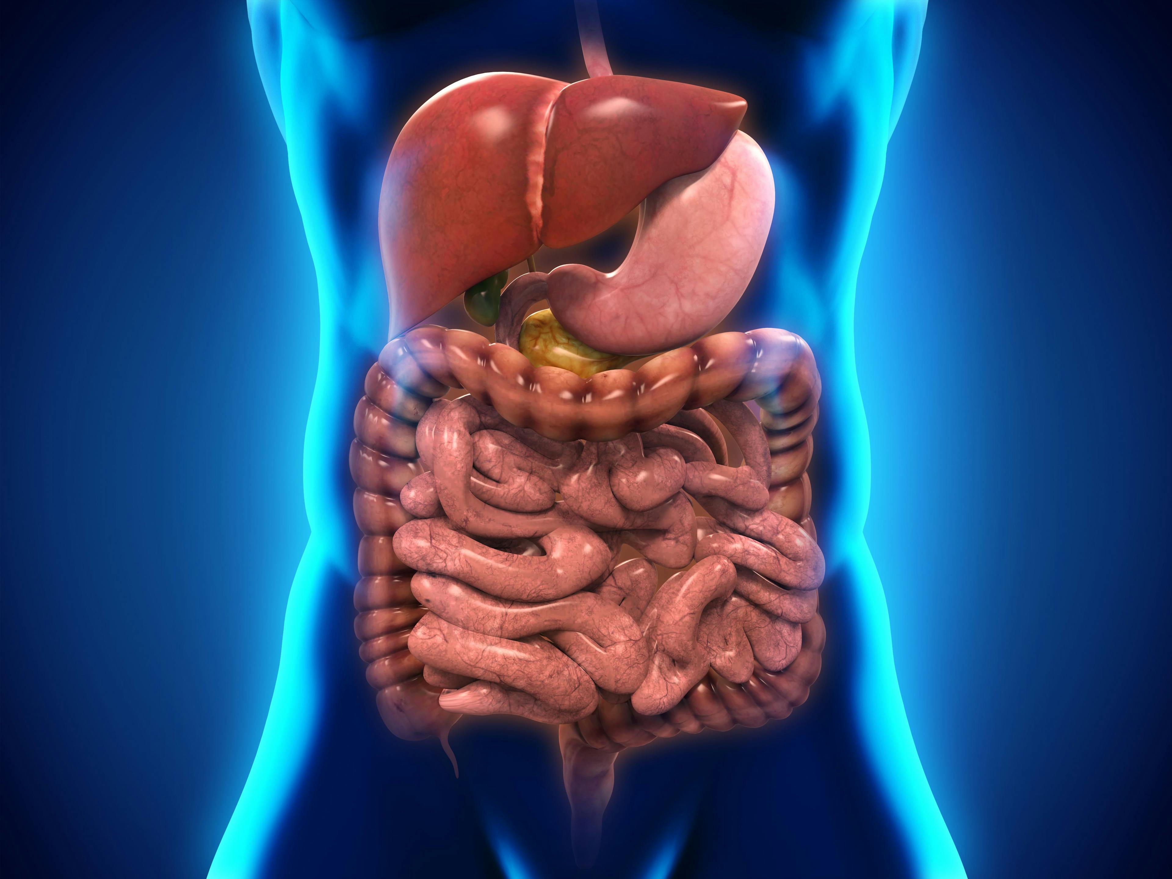 abdominal organs