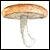 Shiitake mushroom (Lentinula edodes)