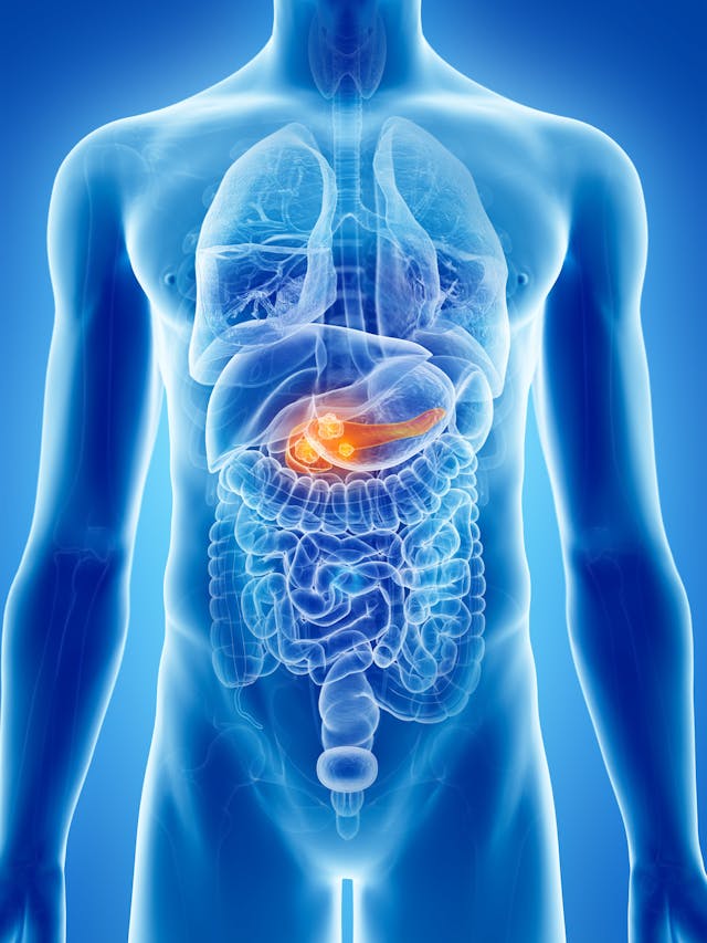 Image of a human pancreas