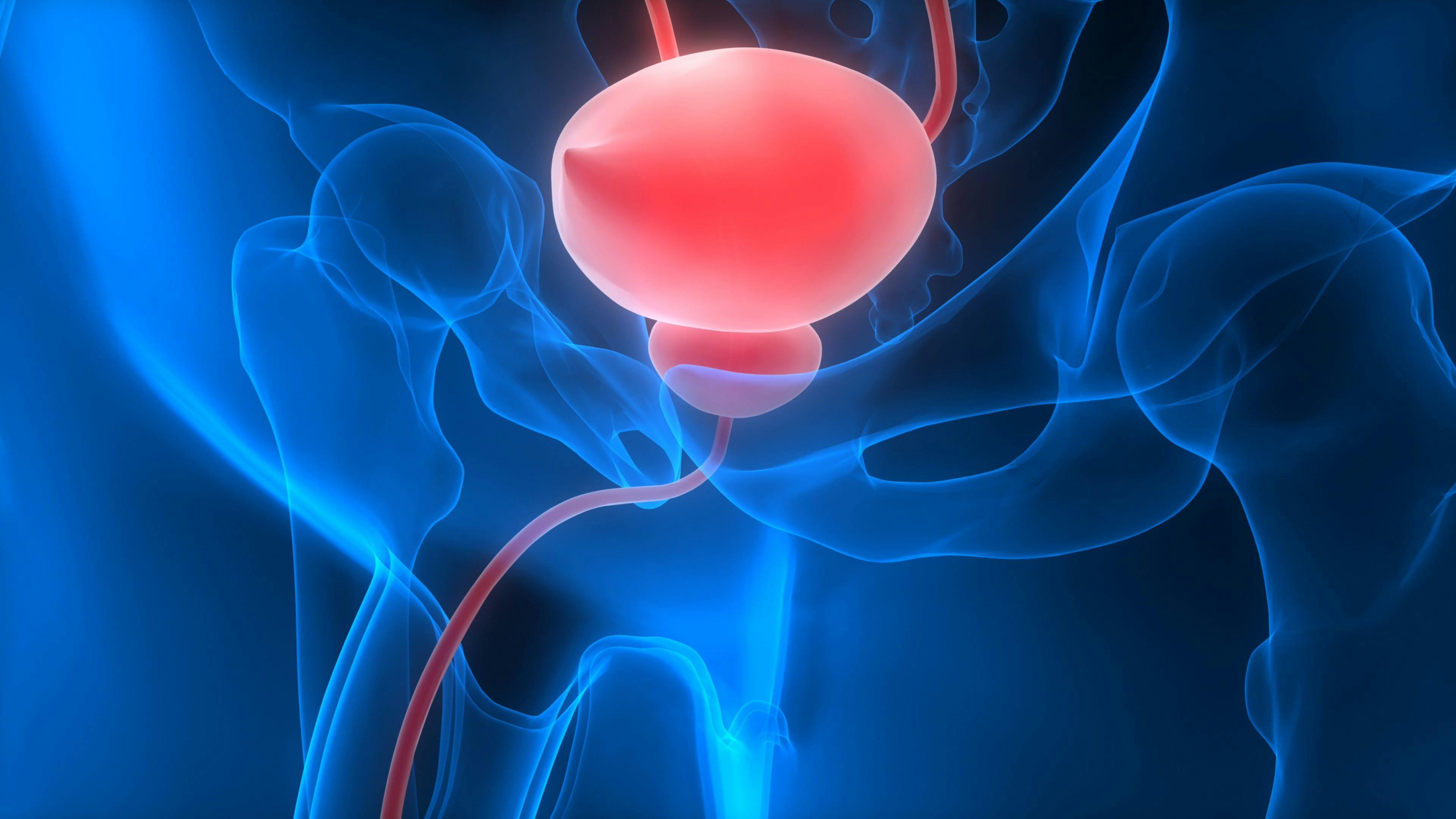 Illustration of a human bladder