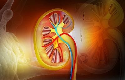 Illustration of a human kidney
