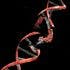 Genomics Studies Identify Testicular Cancer Risk Variants