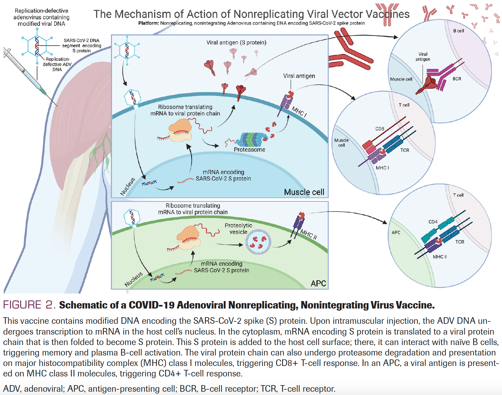 FIGURE 2. Schematic of a COVID-19 Adenoviral Nonreplicating, Nonintegrating Virus Vaccine