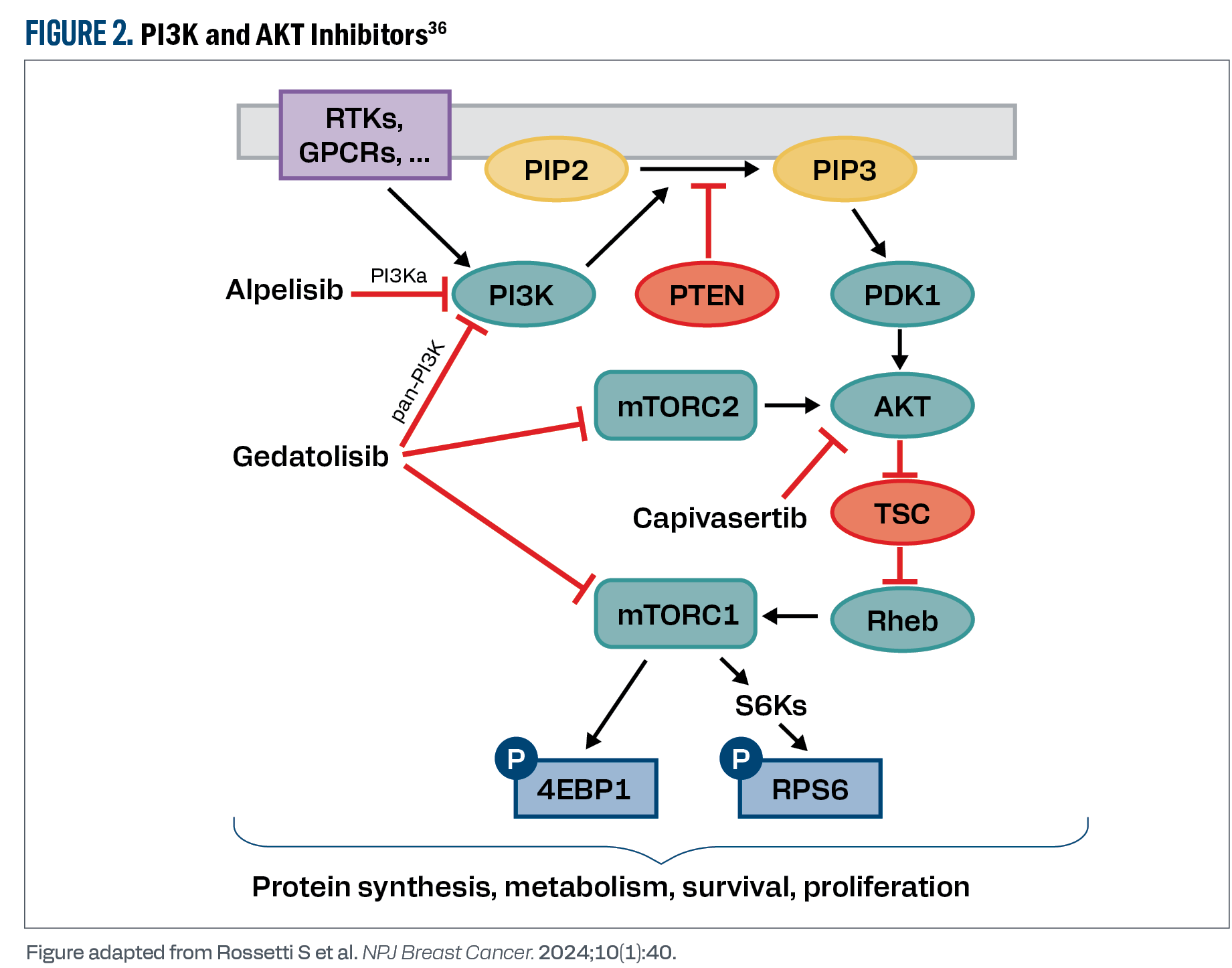 A diagram of a cellular process with a red line labeled “Protein synthesis". Description generated by AI